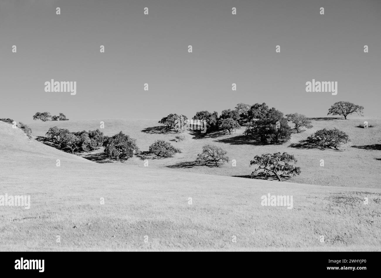 Santa Ynez Valley, Horse Ranches, Schwarzweiß, Schönheit des Reitsports, ländliche Landschaften Stockfoto