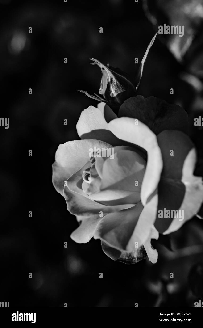 Makrofotografie, Nahaufnahmen, Rosen, Schwarzweiß, Blumenedel, schwarz-weiß, Blütenblätter, botanische Schönheit Stockfoto