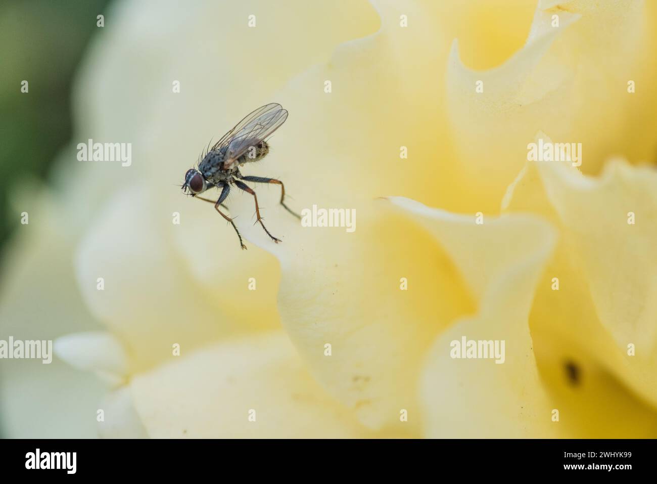 Makrofotografie, Coenosia Insekt, gelbe Rosenblüte, Insektennähe, Naturdetails, Blumenschönheit Stockfoto