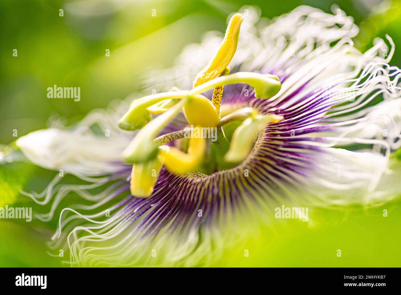 Makrofotografie, Passionsfrucht, Blumendetails, Schönheit aus nächster Nähe, botanische Eleganz, die Feinheiten der Natur, exotische Blüte, tropische Flora Stockfoto