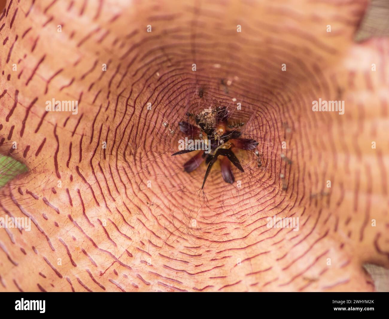 Stapelia gigantea, Leichenblume, Sukkulente Pflanze, einzigartige Blüte, ungewöhnliche Flora, seltsame Schönheit, exotische Pflanze, bizarres Aussehen, seltene Arten, La Stockfoto