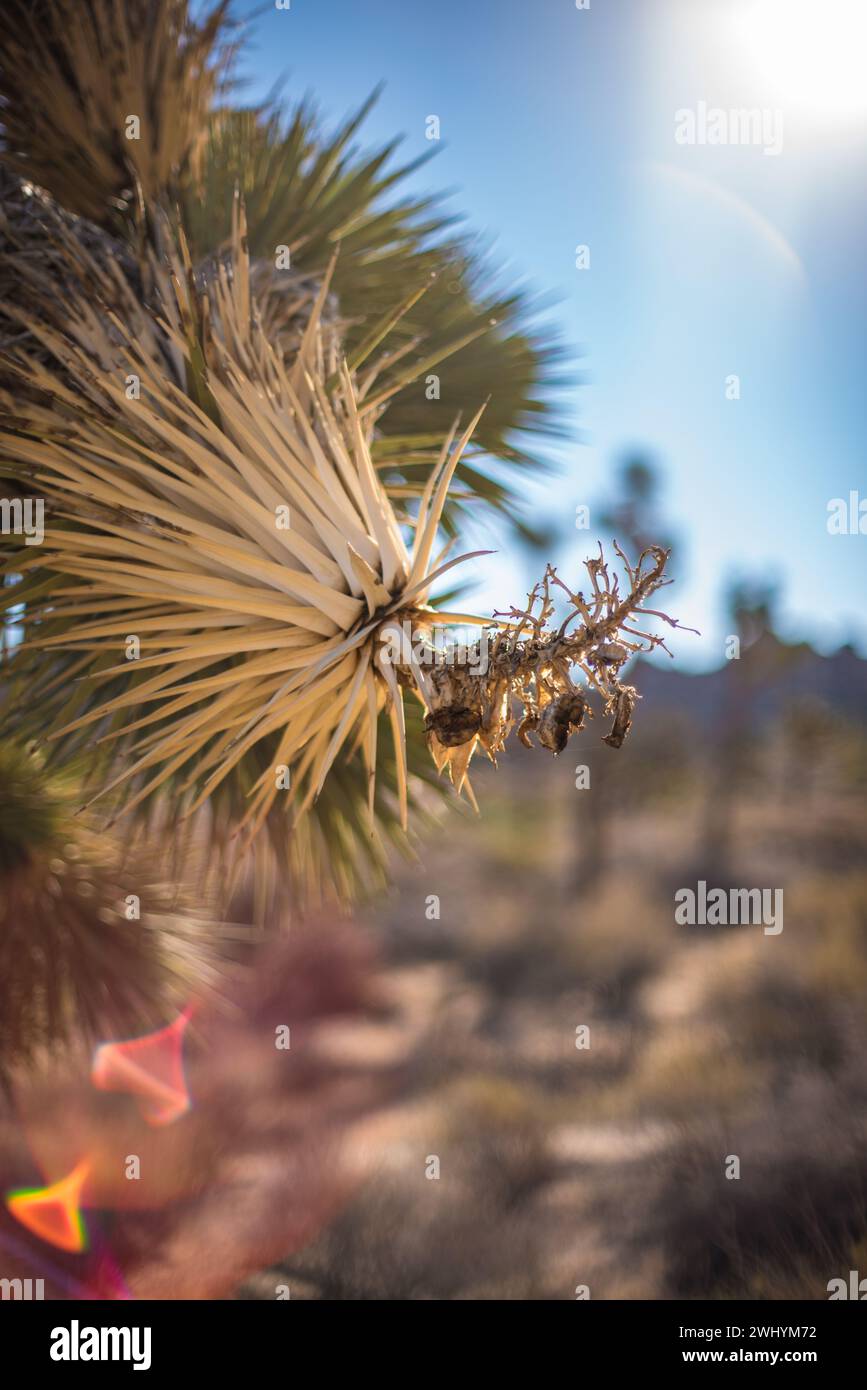 Yucca-Baum, Joshua Tree-Nationalpark, Sterne, geringe Tiefe des Feldes, Brenizer-Effekt Stockfoto