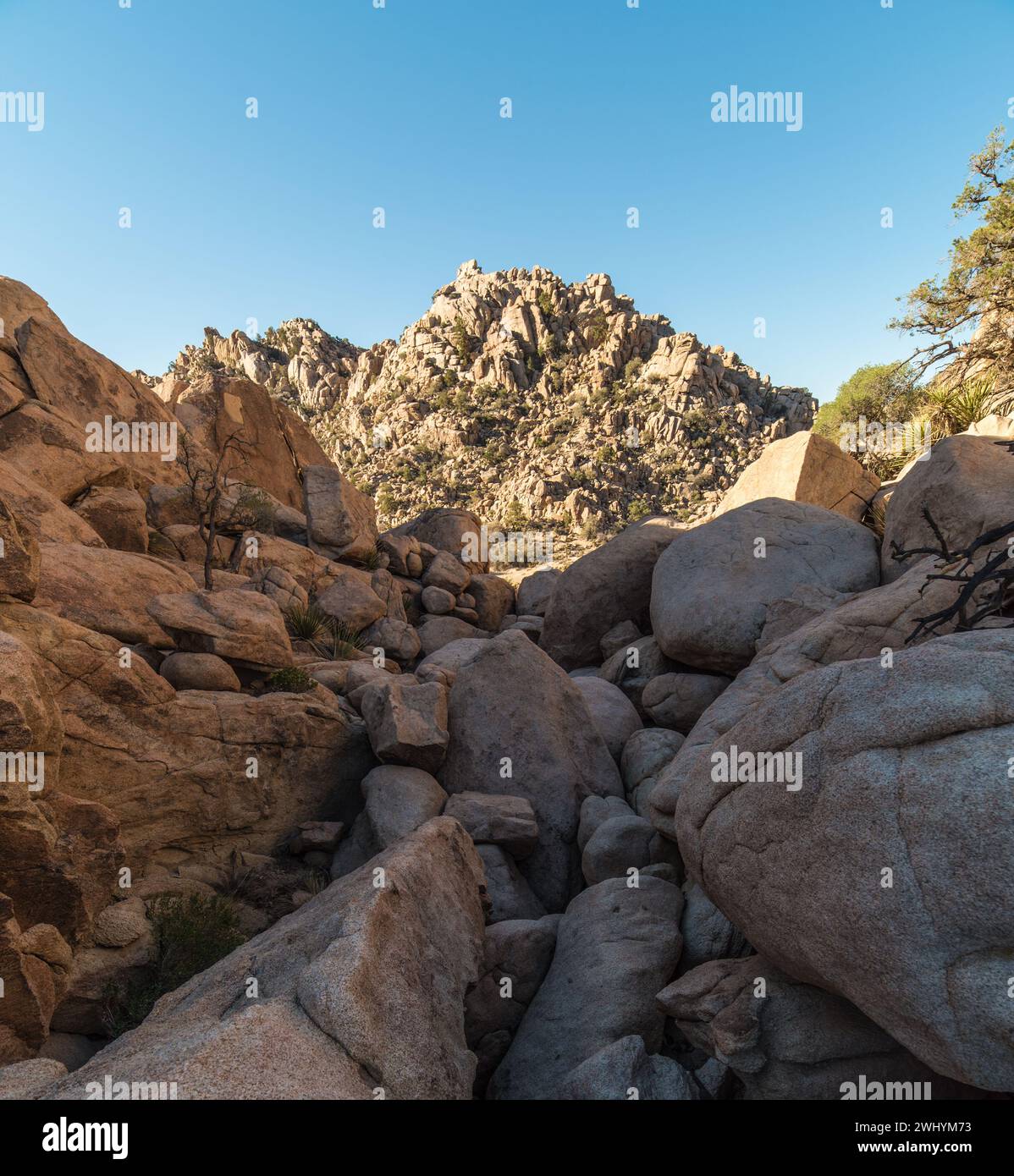 Yucca-Baum, Joshua Tree-Nationalpark, Sterne, geringe Tiefe des Feldes, Brenizer-Effekt Stockfoto