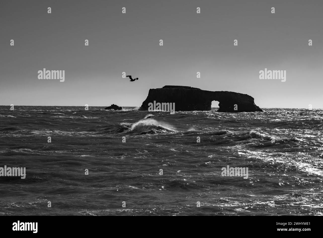 Goat Rock, Nordkalifornien, Möwe, Wellen, Küstenlandschaft, Pazifik, Felsformationen, Küstenwellen Stockfoto