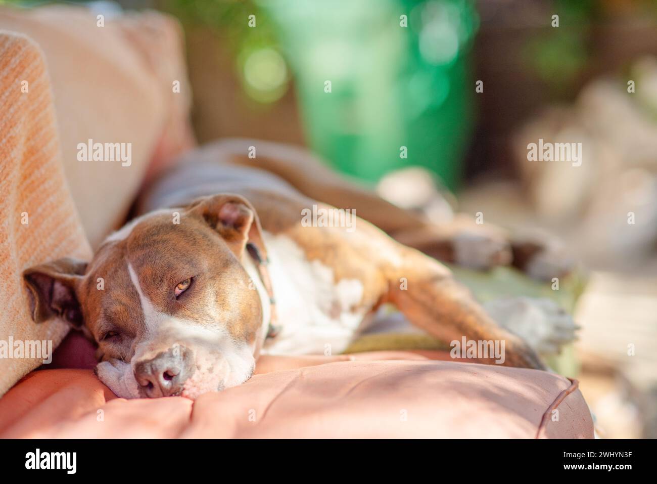 Niedlich, Pitbull, Weiß, Brauner Mantel, Faul, Glücklich, Entzückend, Hund, Inhalt, Entspannend Stockfoto