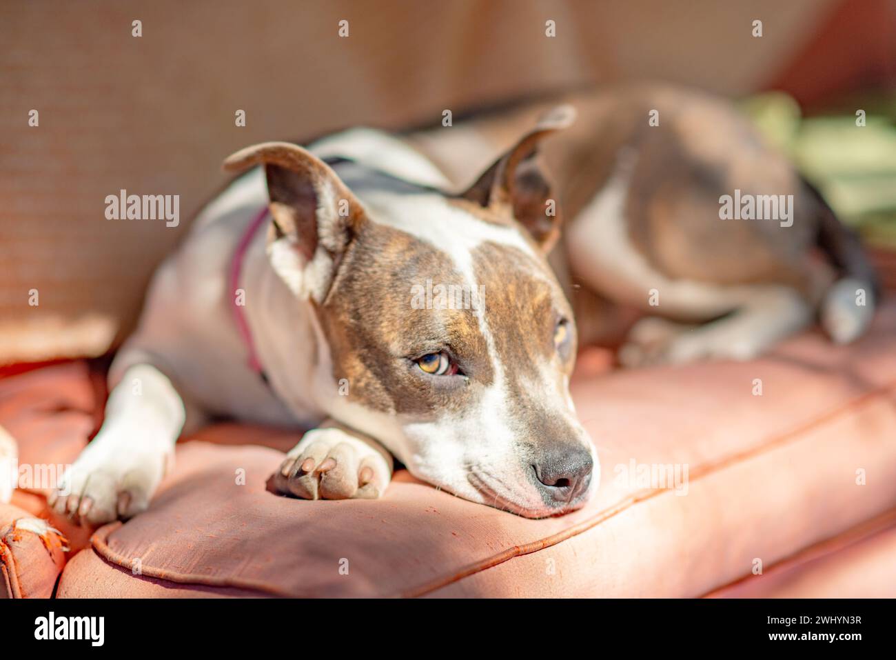 Niedlich, Pitbull, Weiß, Brauner Mantel, Faul, Glücklich, Entzückend, Hund, Inhalt, Entspannend Stockfoto
