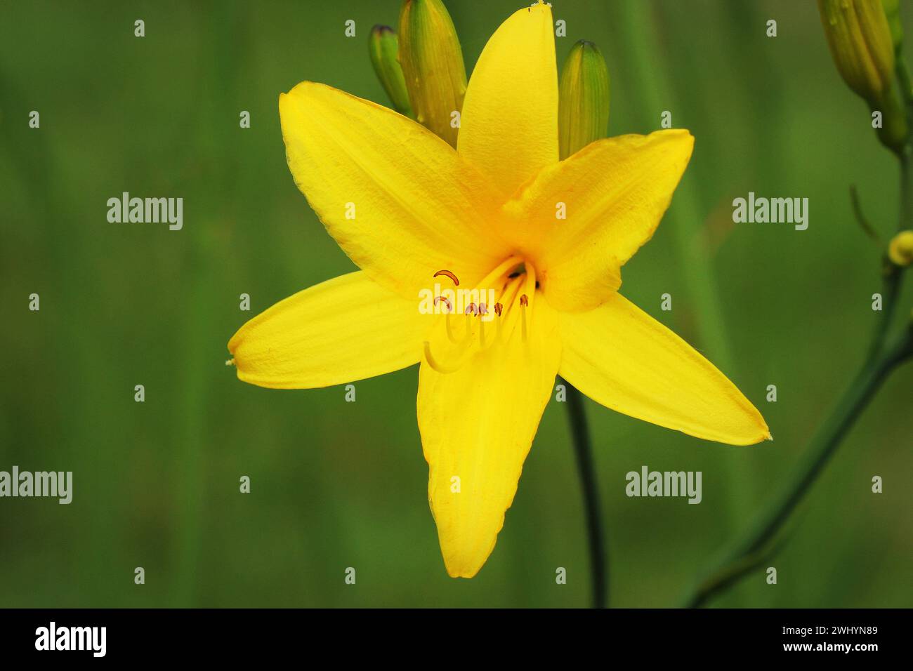 Blütenzweig Hemerocallis lililioasphodelus (auch Zitronenlilie, gelbe Taglilie, Hemerocallis flava genannt). Hemerocallis flava K Stockfoto