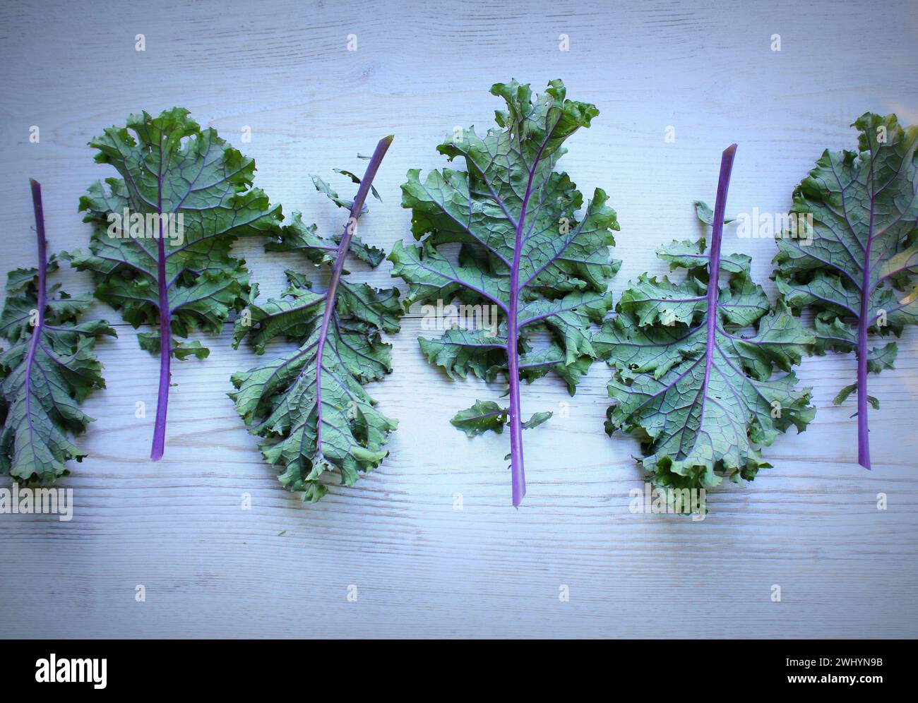 Rote Blätter oder Russischen kale Kale auf Holz- Hintergrund. Stockfoto