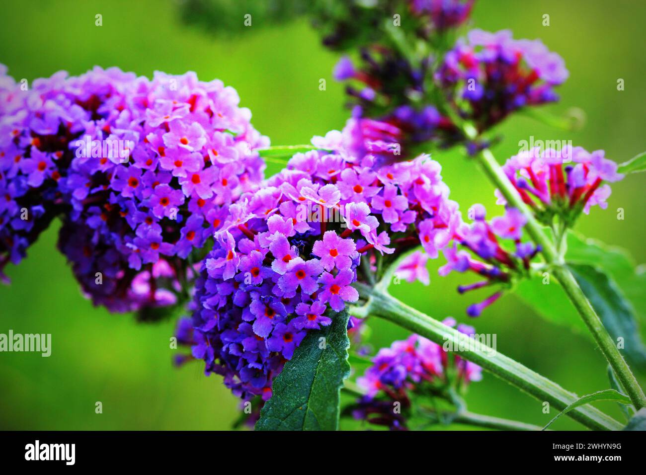 Blühender Schmetterlingsstrauch, Buddleja davidii, Schmetterlinge saugen Honig Stockfoto