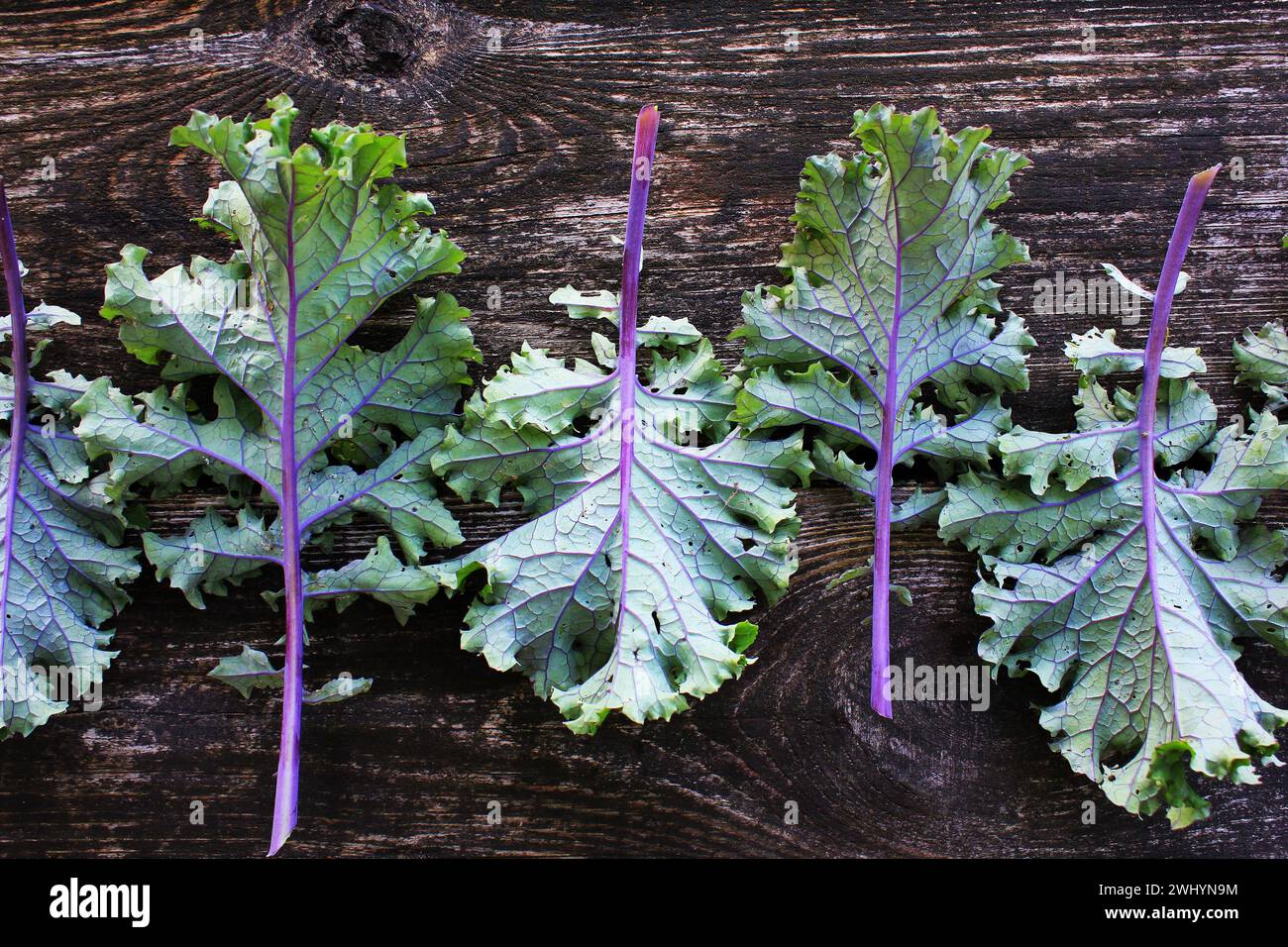 Rote Blätter oder Russischen kale Kale auf dunklem Hintergrund. Stockfoto