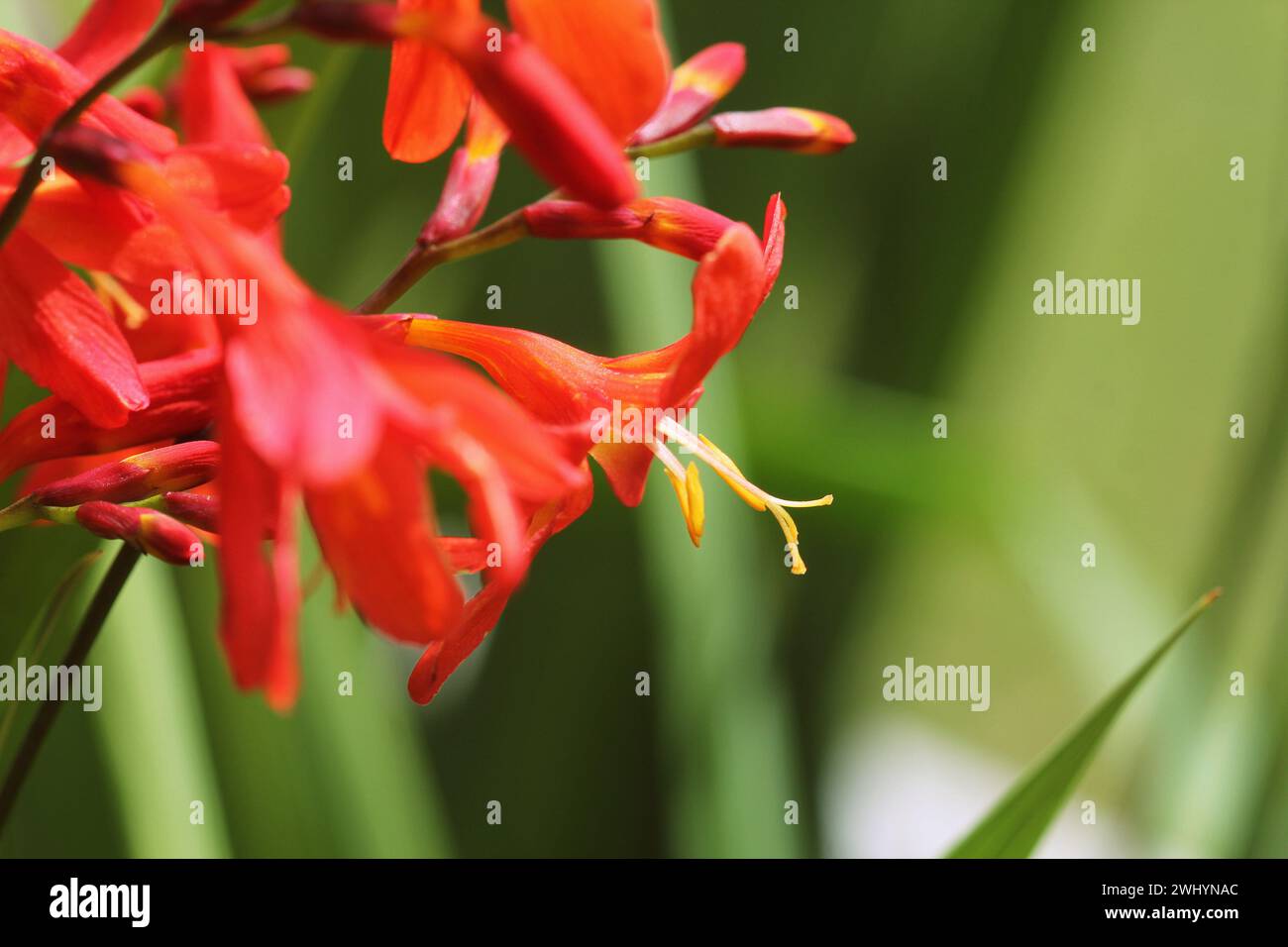 Crocosmia oder Montbretia Pflanze in Blüte mit orangen Blüten Stockfoto