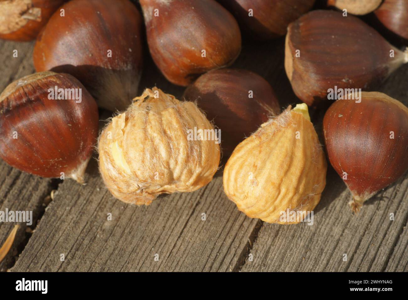 Castanea sativa, Edelkastanie Stockfoto