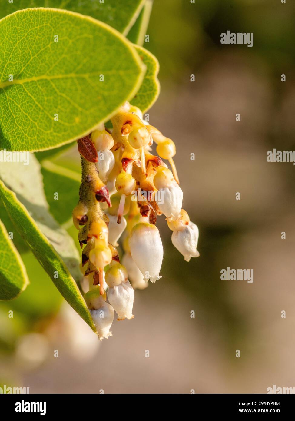 Makro, Foto, Hintergrundbeleuchtung, Dickes Blatt, Blattvenen, Innere Struktur, Nahaufnahme, Botanik, Natur Stockfoto