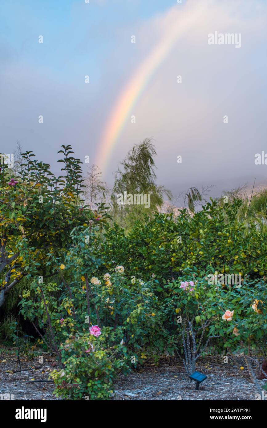 Rainbow, Brilliant, Rose Garden, Santa Barbara, Kalifornien, Kunstvoll, Garten, Bunt, Lebendig, Landschaftlich, Atmosphäre Stockfoto