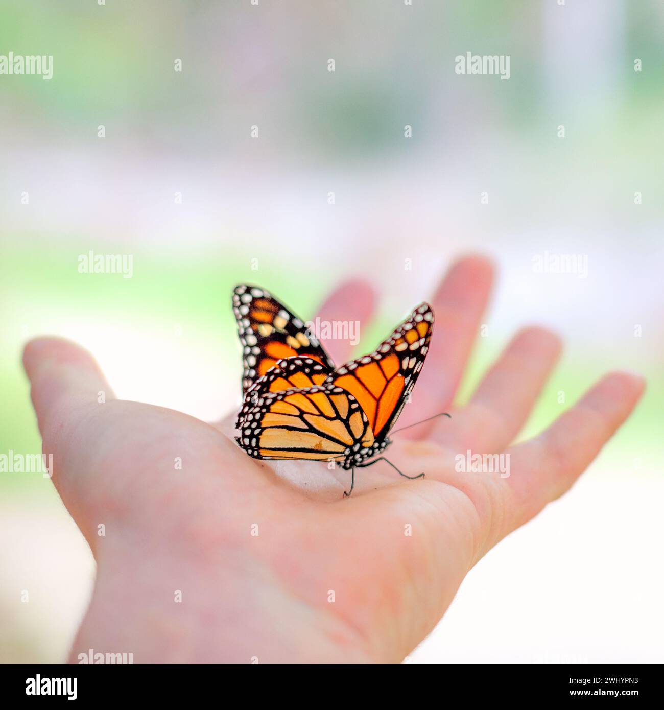 Monarch Schmetterling, Ruhend, Hand, Stehend, Menschliche Hand, Enge Begegnung, Interaktion, Naturverbundenheit, Stockfoto