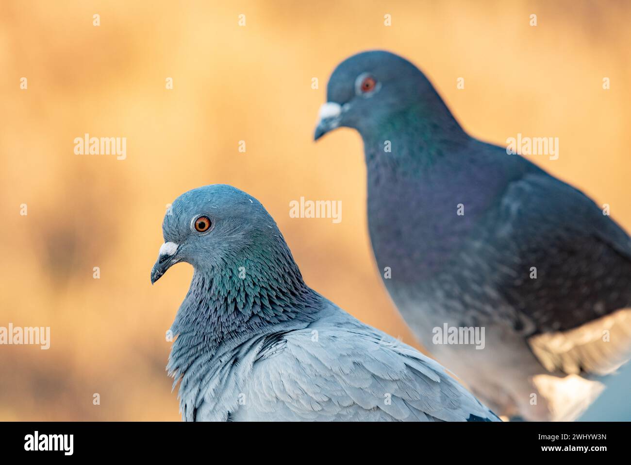 Nahaufnahme, Taubenkopf, Federstruktur, Schillernde Federn, Taubenmakro, Vogelfotografie, Vogeldetails, Feathery Beauty Stockfoto