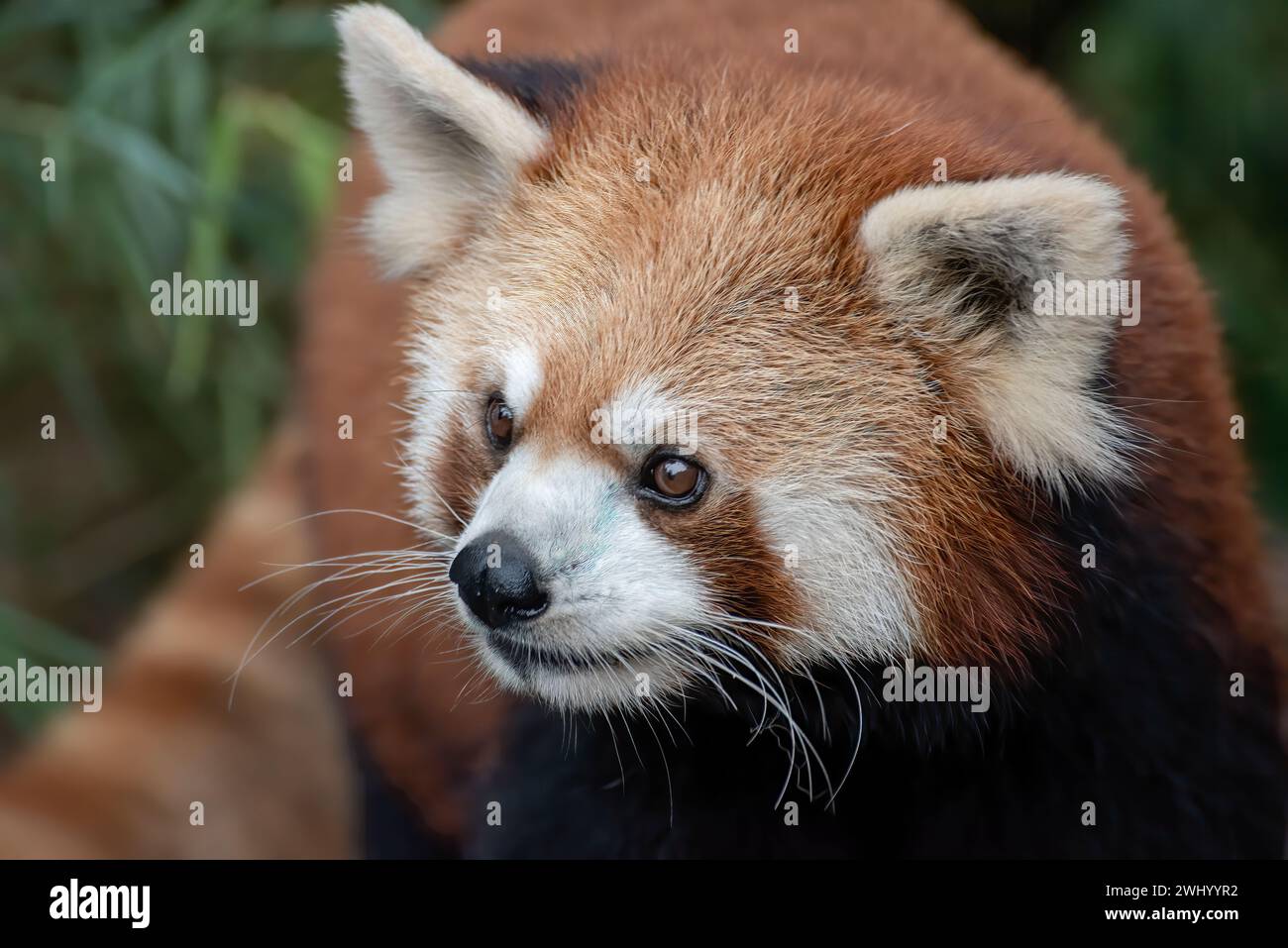 Schöne Bilder eines roten Panda Stockfoto