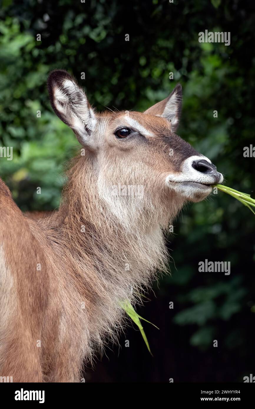 Kopfporträt eines männlichen Impalas Stockfoto