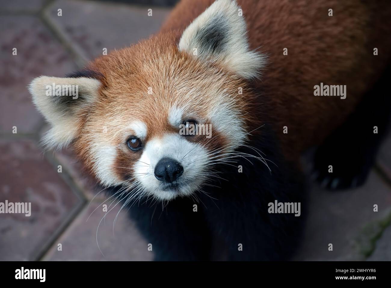 Schöne Bilder eines roten Panda Stockfoto