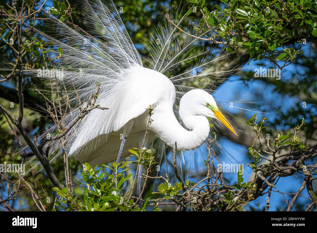 Silberreiher (Ardea alba), der auf einer watenden Vogelkolonie auf Anastasia Island in St. Augustine, Florida, Brutgefieder zeigt. (USA) Stockfoto