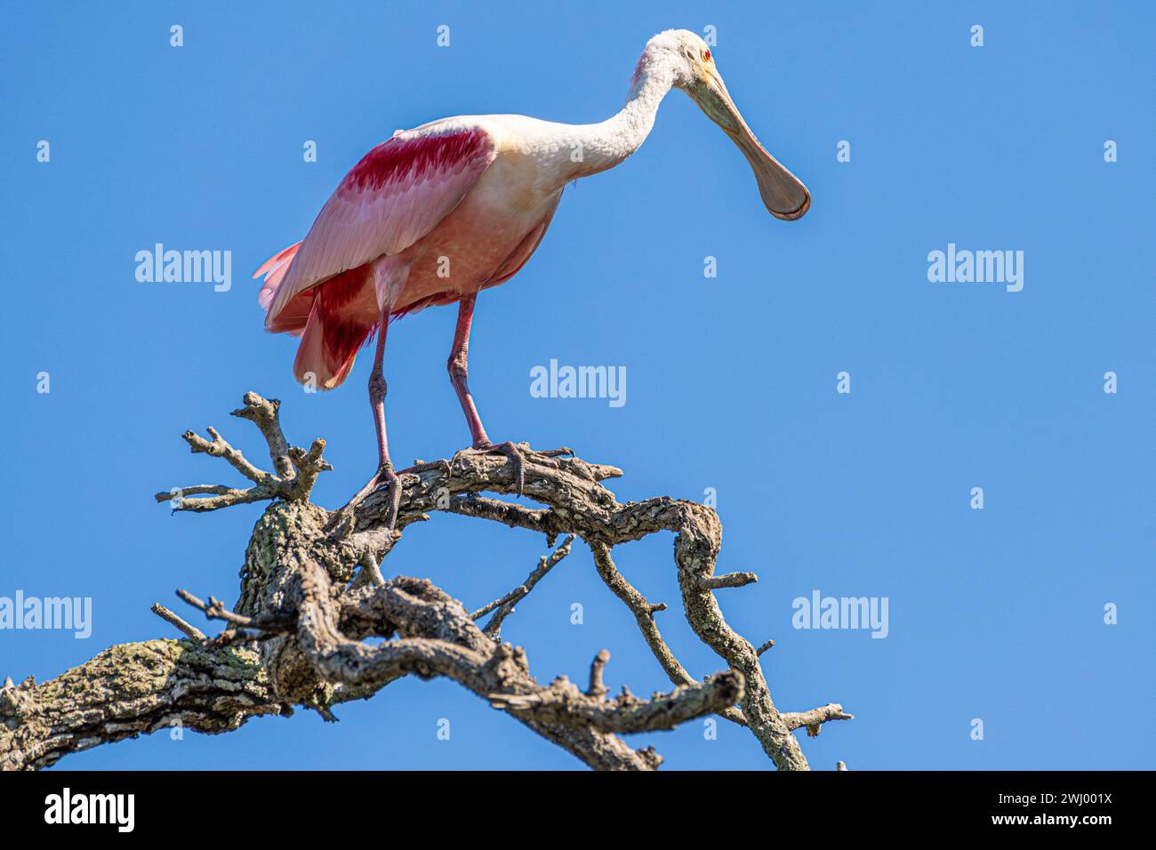 Wilder Rosenlöffel (Platalea ajaja) auf einem Baumwipfel in St. Augustine Alligator Farm auf Anastasia Island in St. Augustine, Florida. (USA) Stockfoto