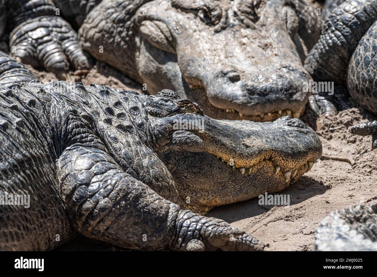 Große amerikanische Alligatoren (Alligator mississippiensis) in St. Augustine Alligator Farm und Zoologischer Park in St. Augustine, Florida. (USA) Stockfoto