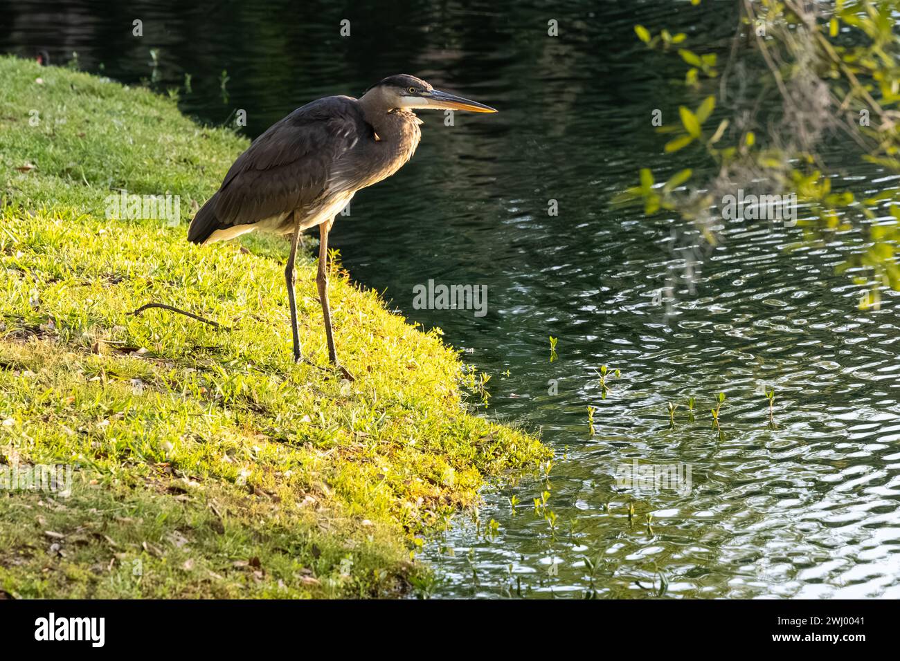 Großer Blaureiher (Ardea herodias) entlang der Küste im Bird Island Park in Ponte Vedra Beach, Florida, bei Sonnenuntergang. (USA) Stockfoto