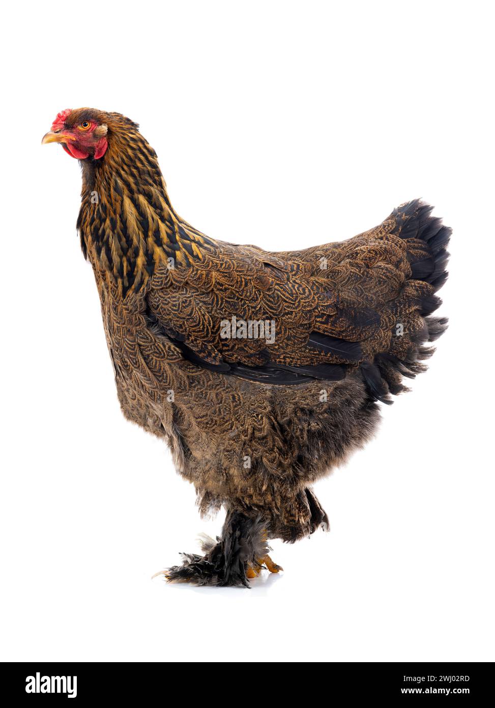 brahma-Huhn isoliert auf weißem Hintergrund Stockfoto