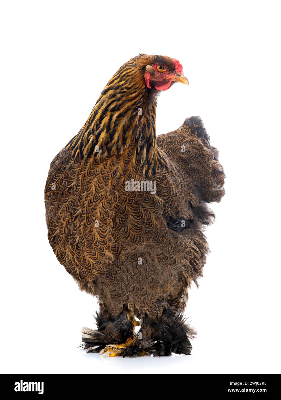 brahma-Huhn isoliert auf weißem Hintergrund Stockfoto