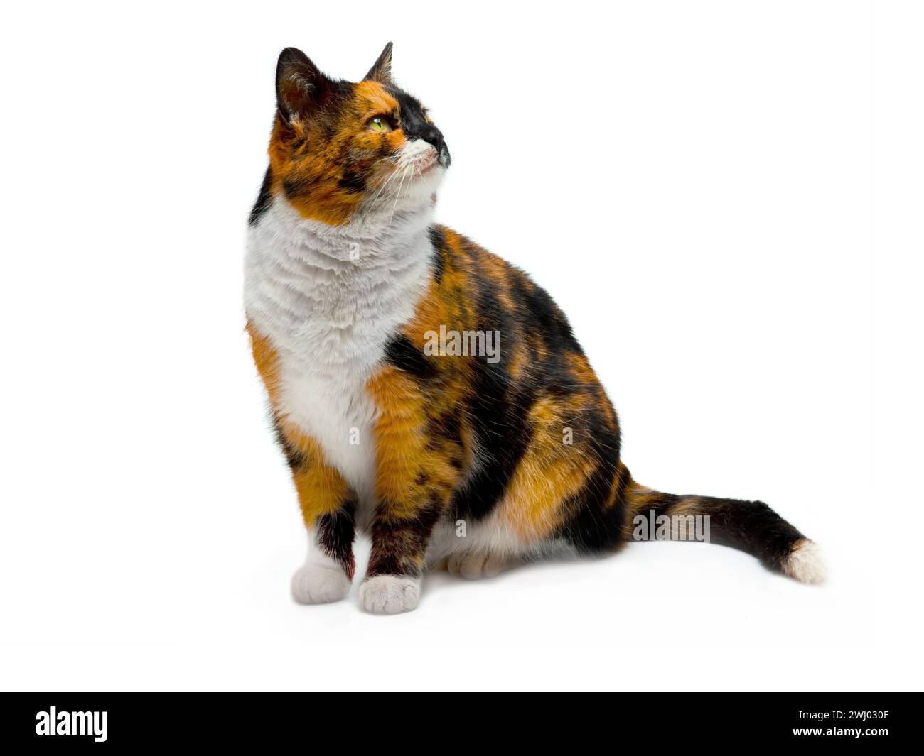 Orangefarbene schwarz-weiße Katze, die isoliert auf weißem Hintergrund aufblickt Stockfoto