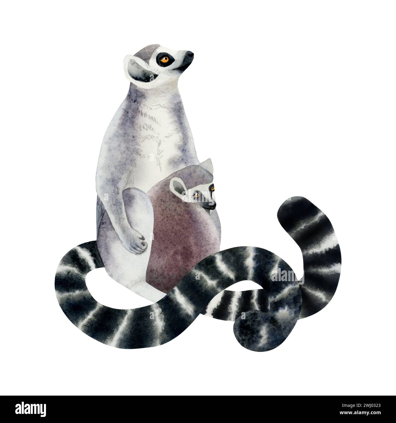 Aquarellmutter Lemur mit einer lustigen Illustration. Madagaskar tropische Ringschwanz weibliche Affe mit Baby Stockfoto