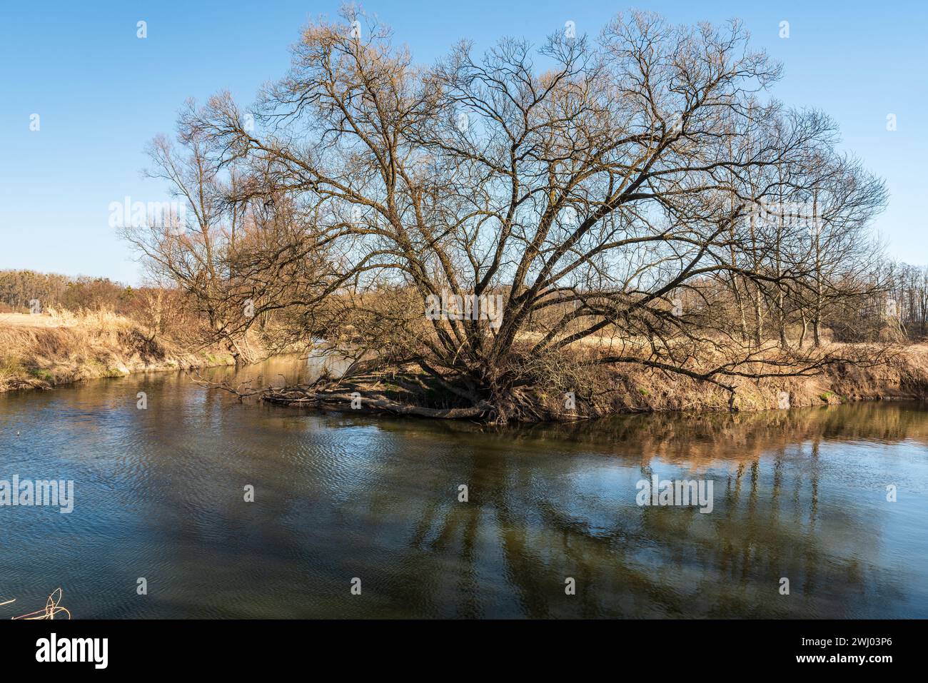 Fluss mäander mit riesigen Bäumen am Ufer während des frühen Frühlingstages mit klarem Himmel - oder Fluss in CHKO Poodri in Tschechien Stockfoto