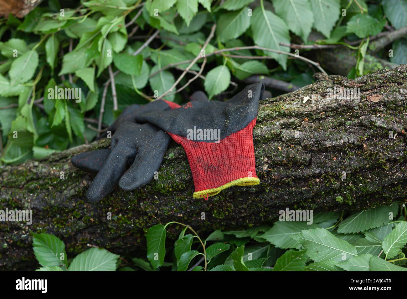 Verlassene rote und schwarze Handschuhe an einem Stamm gefallener Bäume Stockfoto