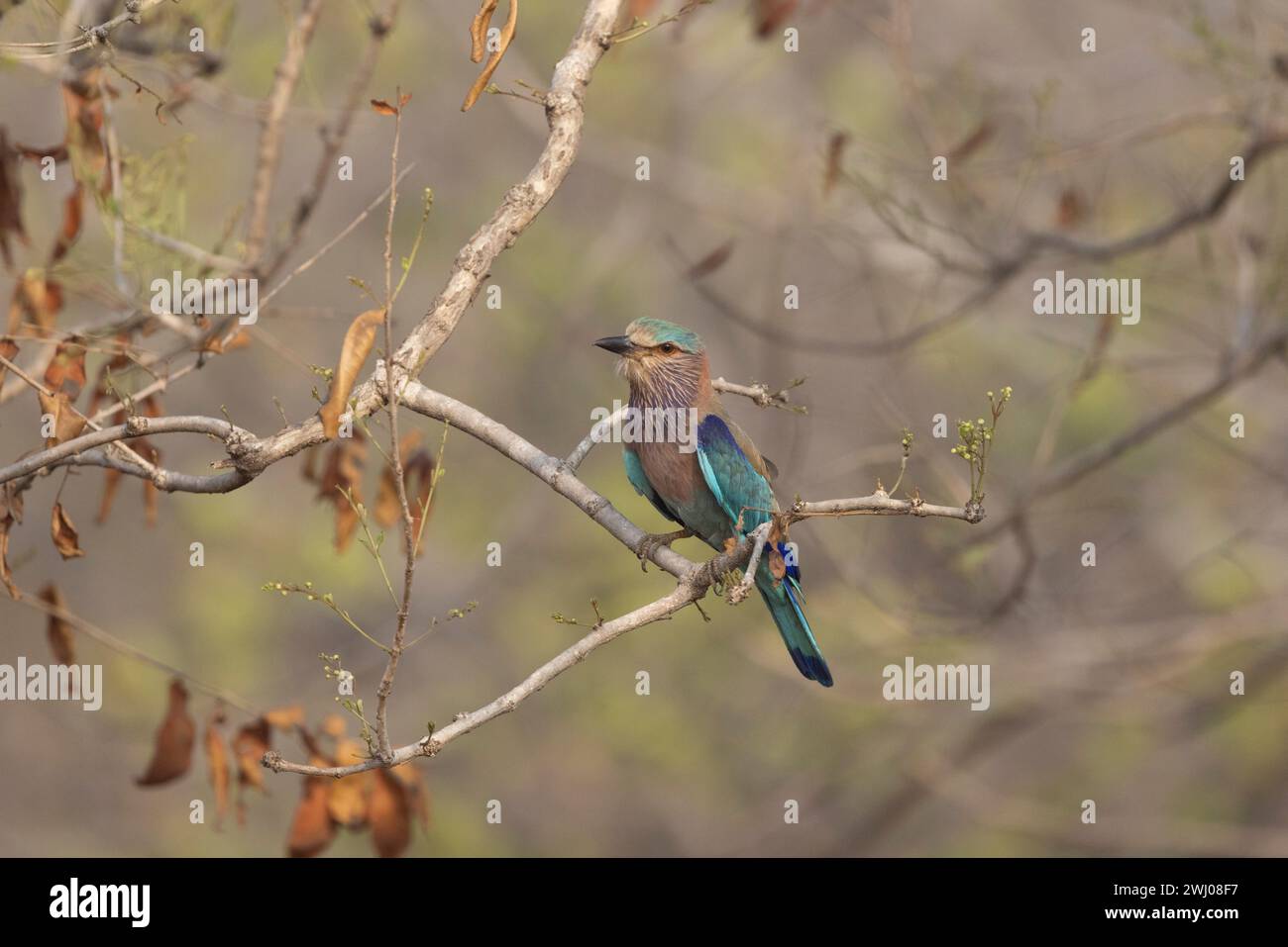 Indian Roller, Coracias benghalensis, Madhya Pradesh, Indien Stockfoto