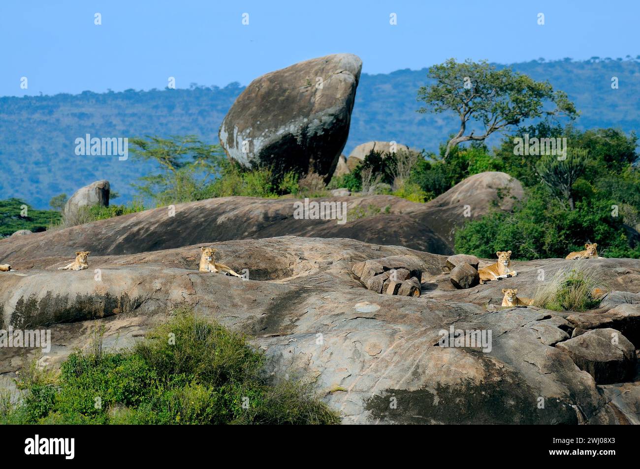 Die Löwen ruhen in einer felsigen Gegend mit üppigem Grün. Serengeti, Tansania Stockfoto