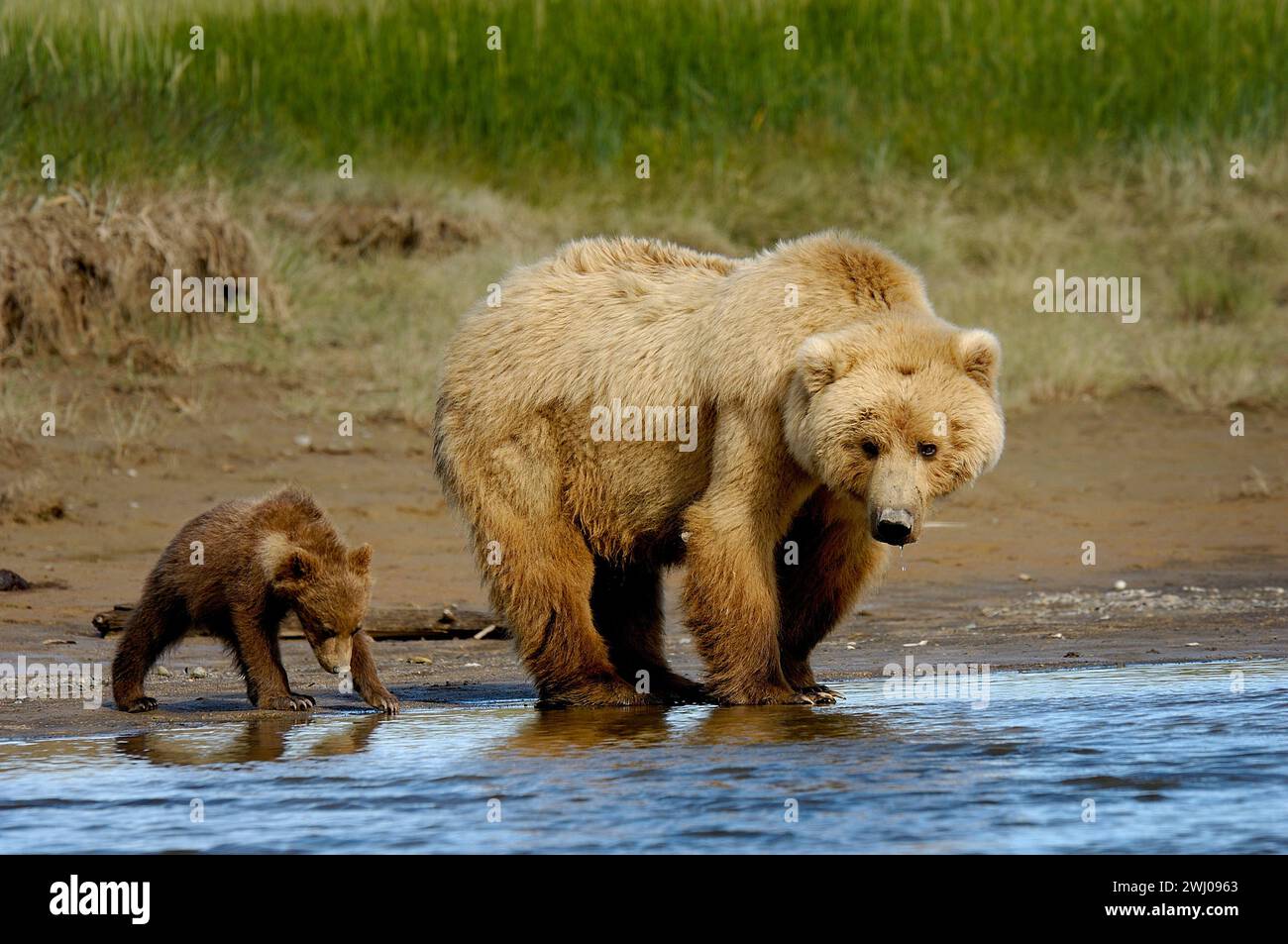 Die Mutter Grizzlybär mit einem Jungen, der am Ufer entlang schlendert Stockfoto