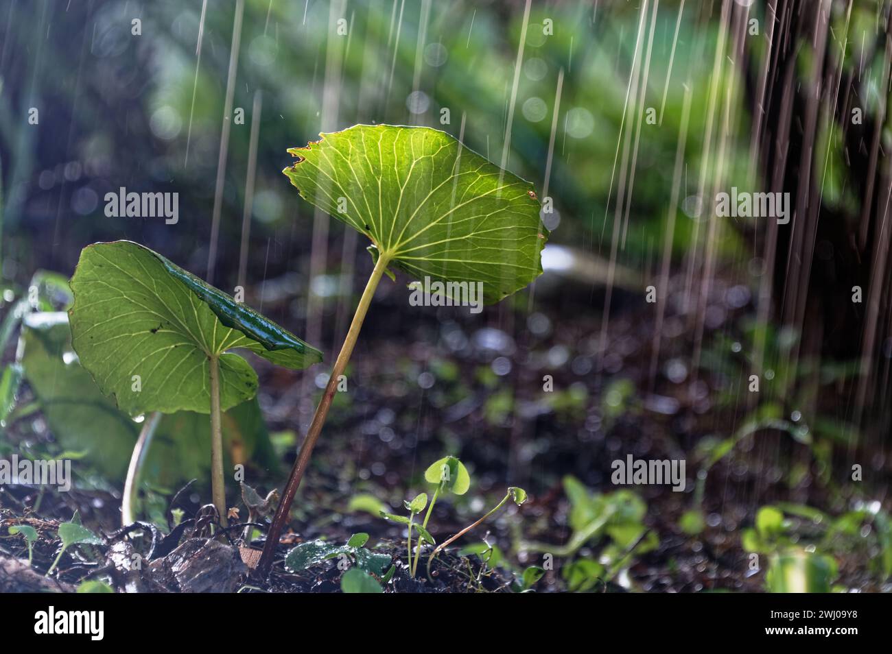 Eine Pflanze hat sehr helle Adern, sie sieht aus, als würde sie den Regen genießen Stockfoto