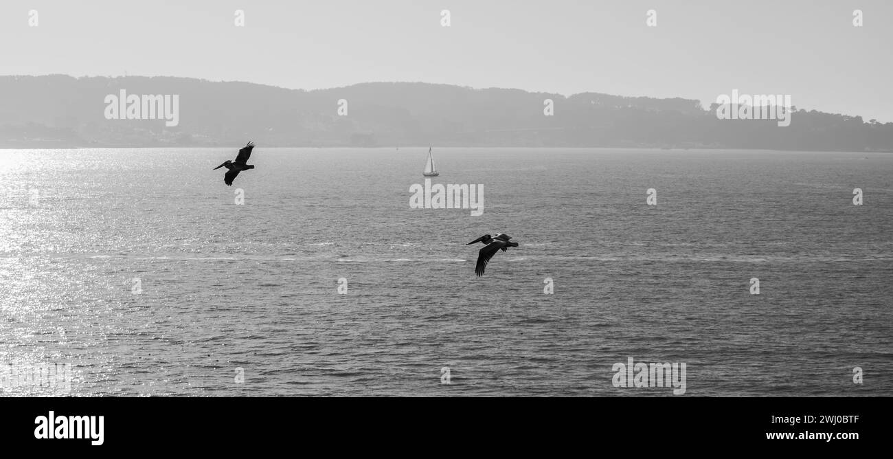 Ein Schwarzweiß-Foto von zwei Pelikanen, die über einem ruhigen Meer schweben Stockfoto
