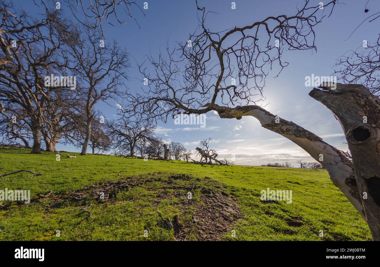 Die Bäume stehen inmitten einer riesigen üppigen grünen Wiese Stockfoto