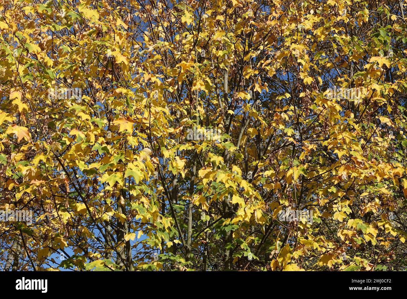 Acer pseudoplatanus, Sycamore Ahorn, Herbst Stockfoto