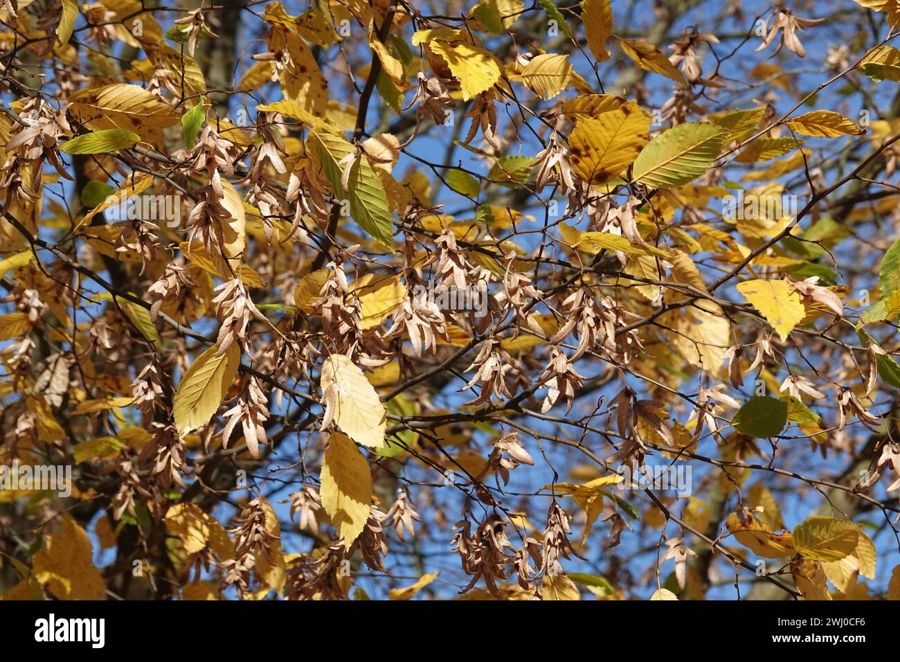 Carpinus betulus, Hainbuche, Herbstblätter, Samen Stockfoto