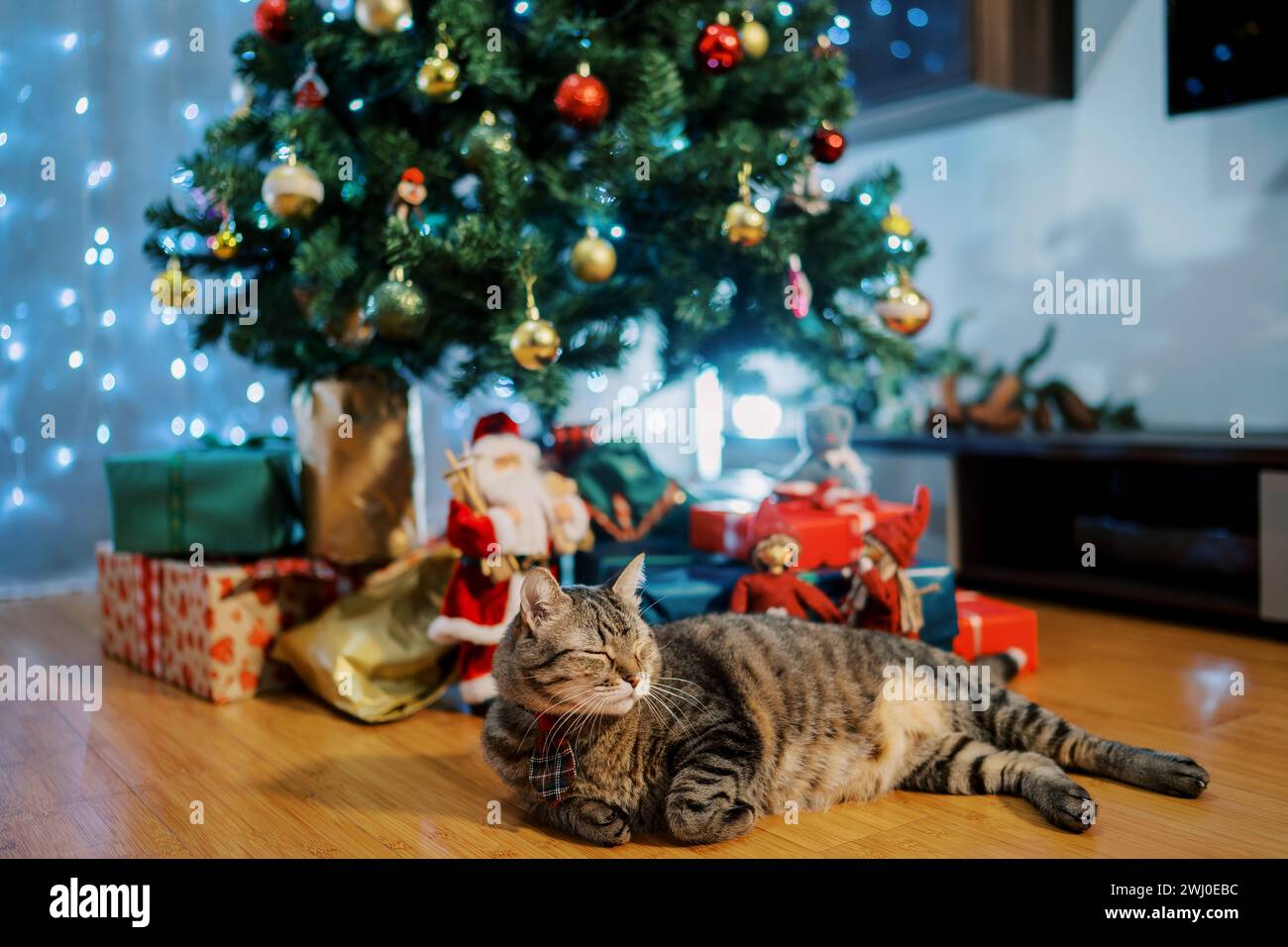 Große gestreifte Katze schläft auf dem Boden unter einem geschmückten Weihnachtsbaum Stockfoto