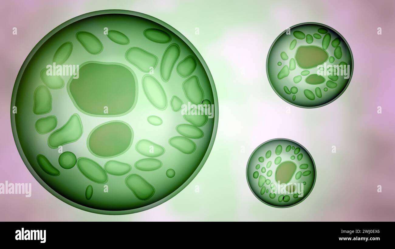 3D-Rendering von Algenzellen enthält drei Arten von Organellen: Den Kern, den Chloroplast und das Mitochondrion. Stockfoto