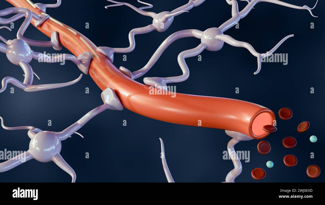 3D-Darstellung von Astrozyten mit Blutgefäßen, reichlich im Gehirn und Rückenmark zu finden. Stockfoto