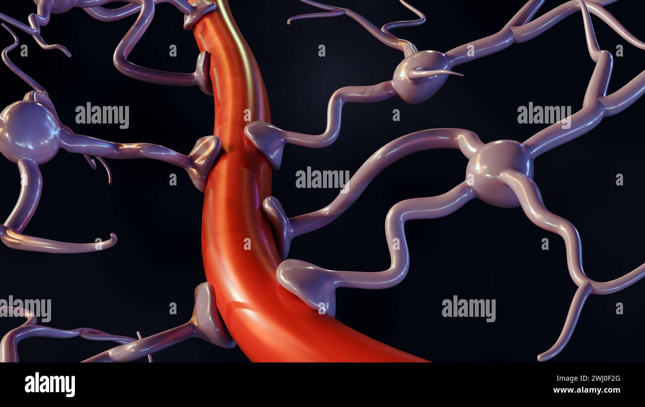 3D-Darstellung von Astrozyten mit Blutgefäßen, reichlich im Gehirn und Rückenmark zu finden. Stockfoto