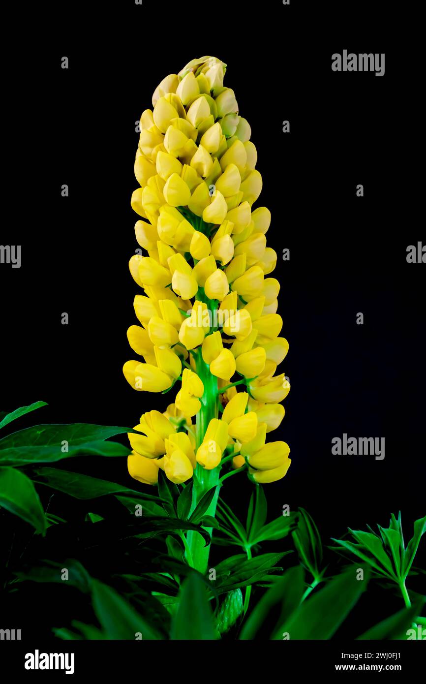 Blume isoliert auf schwarzem Hintergrund. Gelbe Lupine Blüte in Blüte. Abstrakte kreative Kunst Stockfoto
