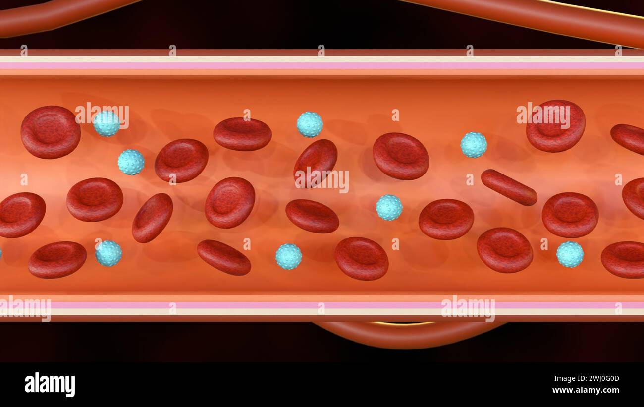 3D-Rendering der roten und weißen Blutkörperchen im Inneren des Blutgefäßes Stockfoto