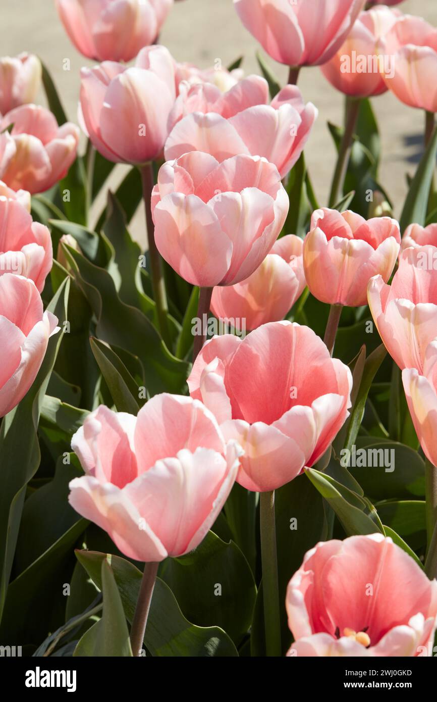 Tulpenlachsabdruck, rosa Blumen im Frühlingssonnenlicht Stockfoto