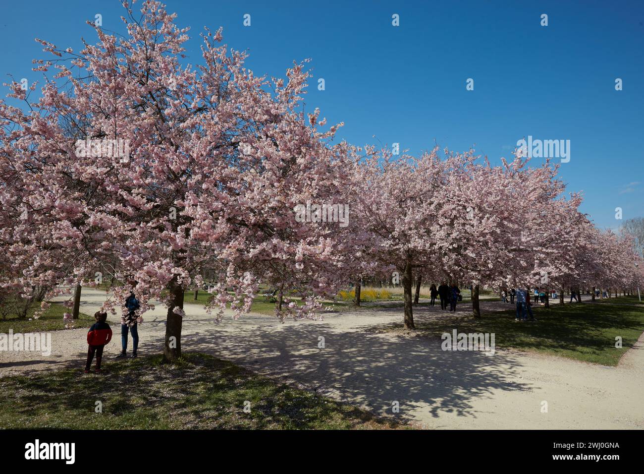 VENARIA REALE, ITALIEN - 29. MÄRZ 2023: Kirschblüte mit rosafarbenen Blüten und Menschen im Park Reggia di Venaria bei Frühlingssonne Stockfoto