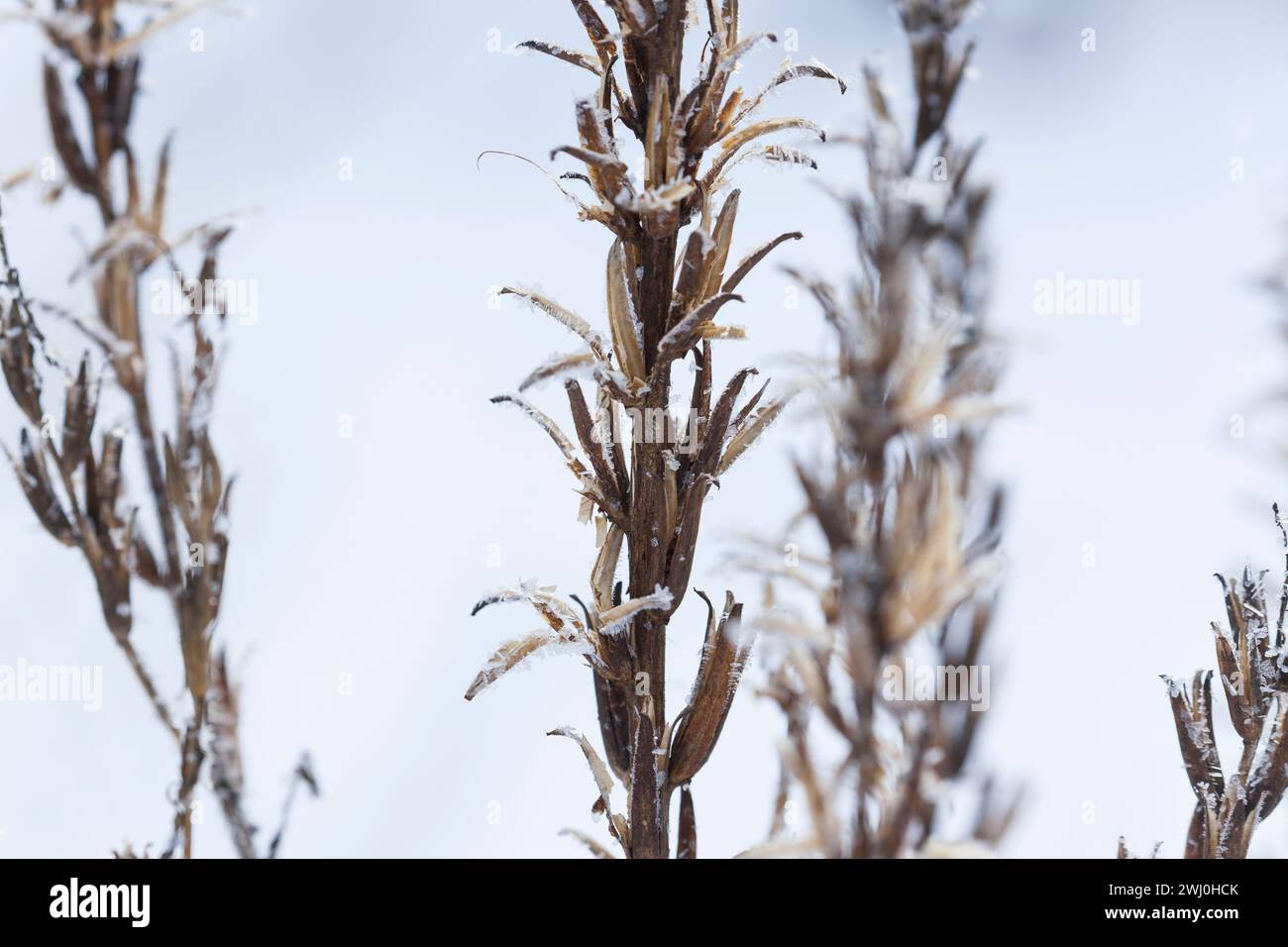 Nachtkerze, Nachtkerzen, Stängel, Samenstand im Winter, Oenothera, Oenothera spec., Nachtkerze, Nachtkerze, Abendstern, Sonnentropfen, Onagre Stockfoto